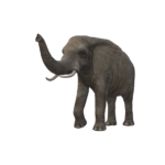 Exceptional Safari Experience